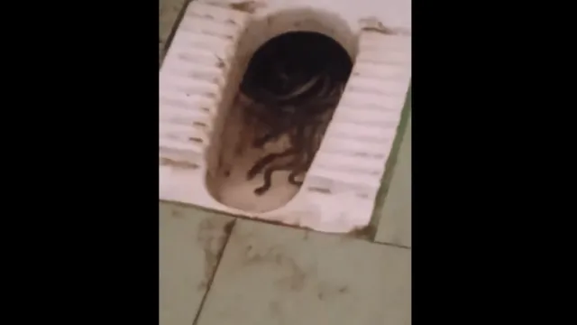 poor-toilet-hygiene-in-tamil-nadu-govt-college-leads-to-snake-infestation-viral-video-of-multiple-snakes-disgusts-internet